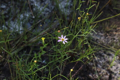 Coreopsis rosea
