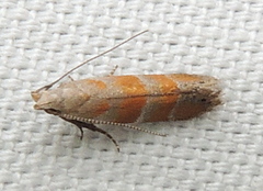 Battaristis vittella