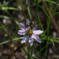 Coreopsis rosea