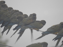 Cyanoliseus patagonus patagonus