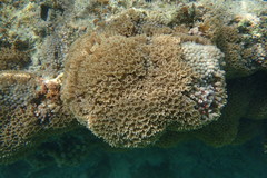 Clavularia