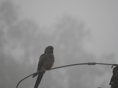 Cyanoliseus patagonus patagonus