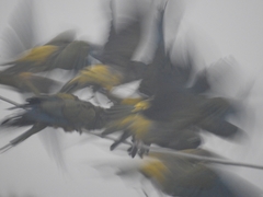 Cyanoliseus patagonus patagonus