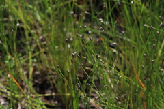 Eleocharis melanocarpa