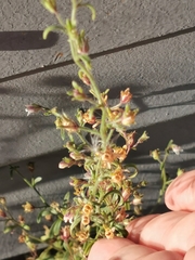 Chaenorhinum minus