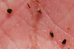 Eleocharis melanocarpa