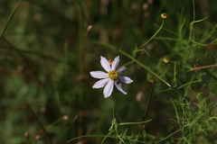 Coreopsis rosea