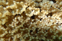 Clavularia