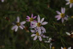 Coreopsis rosea