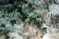 Synchiropus ocellatus