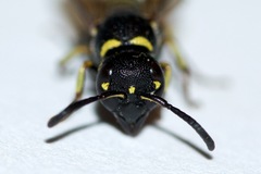 Parancistrocerus pensylvanicus