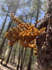 Arceuthobium vaginatum