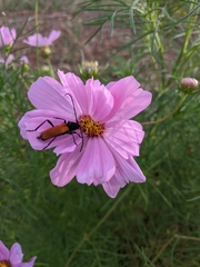 Tragidion coquus