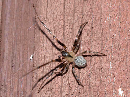 Silver-sided Sector Spider