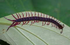 Parotostigmus
