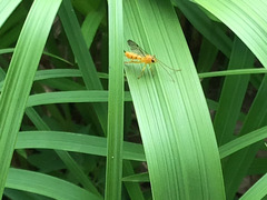 Ichneumonidae
