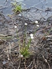 Eriocaulon aquaticum