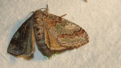 Dasychira dorsipennata