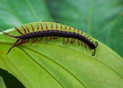 Parotostigmus