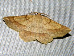 Euchlaena tigrinaria