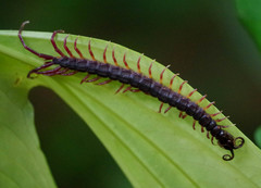 Parotostigmus