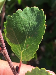 Betula nana