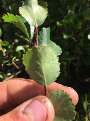 Betula nana