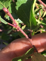 Betula nana