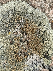 Lecanora bolcana