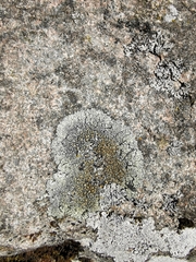 Lecanora bolcana