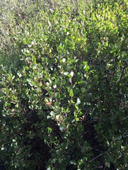 Betula nana