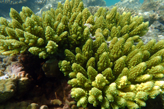 Acropora gemmifera