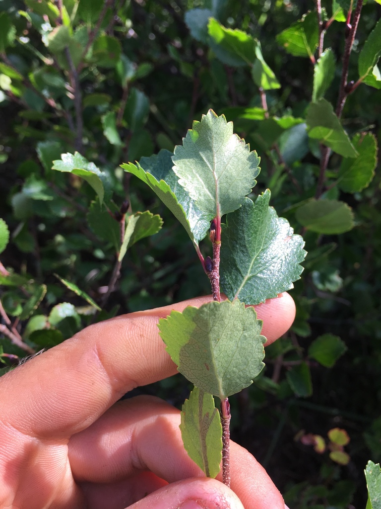 Dwarf Birch from Beaverhead County, US-MT, US on August 7, 2020 at 09: ...