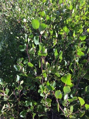 Betula nana