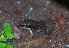 Pristimantis achatinus