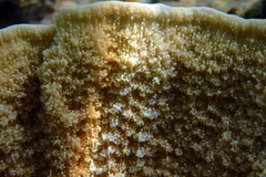Montipora aequituberculata
