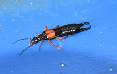 Carcinophora americana