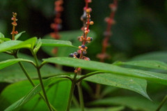 Miconia nervosa