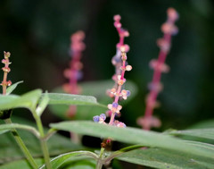Miconia nervosa