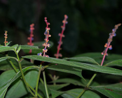 Miconia nervosa
