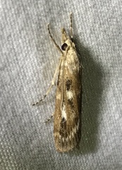 Occidentalia comptulatalis