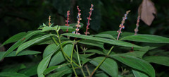 Miconia nervosa