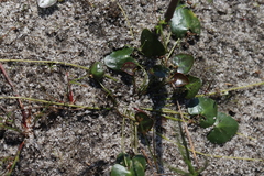 Nymphoides cordata