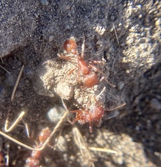 Pogonomyrmex occidentalis