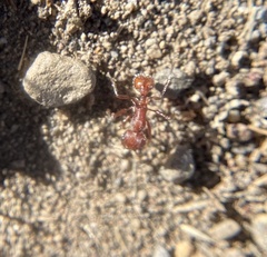 Pogonomyrmex occidentalis