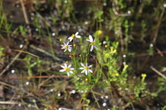 Coreopsis rosea