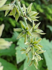 Veratrum viride eschscholtzianum