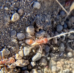 Pogonomyrmex occidentalis