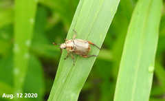 Exomala pallidipennis