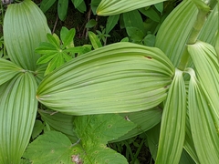 Veratrum viride eschscholtzianum